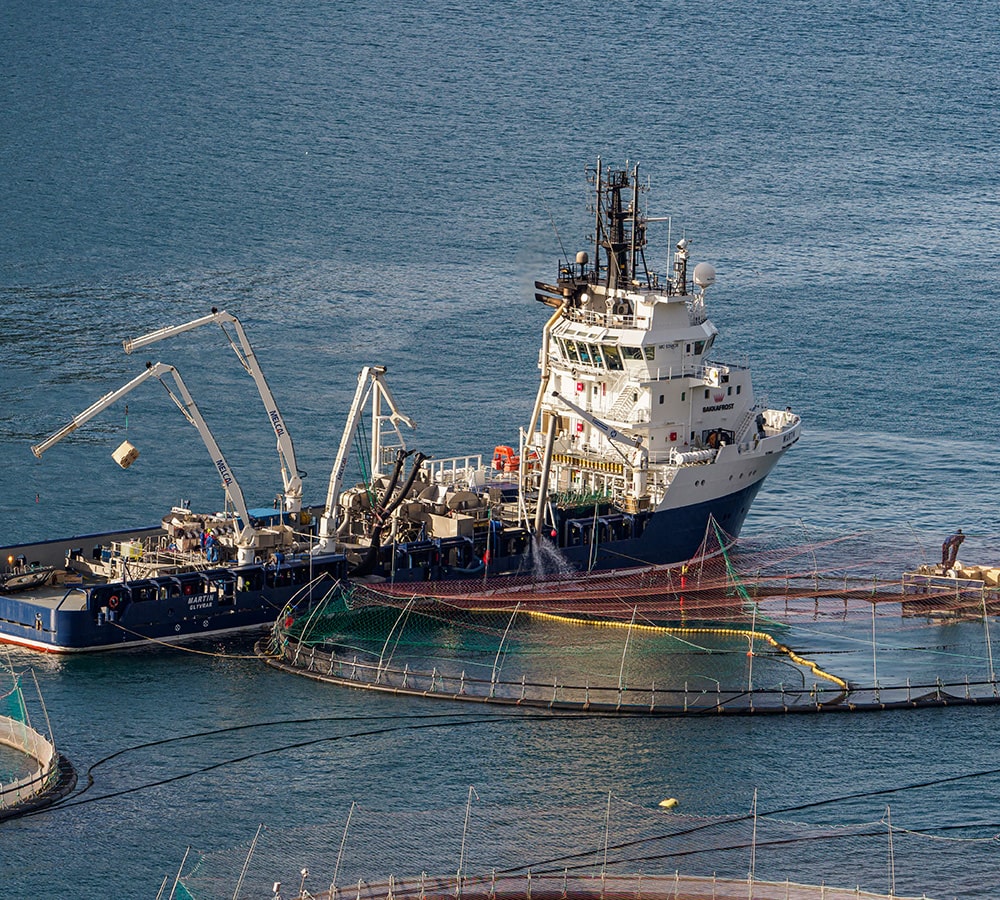 Acuicultura de lubina